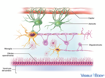 Neuroglía