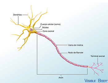 Neurona