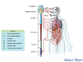 Sistema nervioso parasimpático