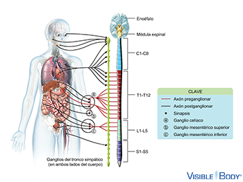 Sistema nervioso simpático