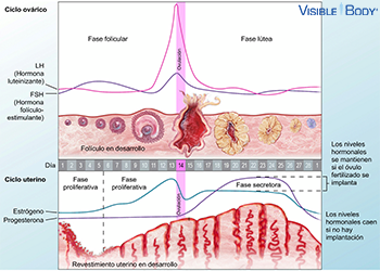 Ciclo reproductor femenino