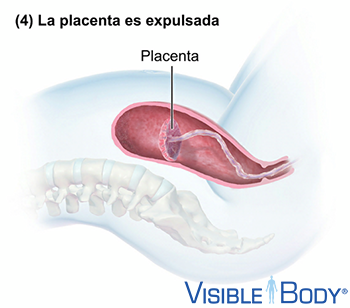Etapa placentaria