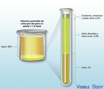 Composición de la orina