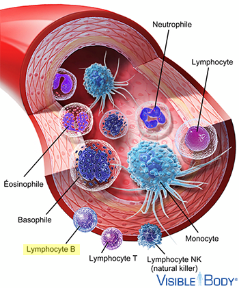 Lymphocytes B