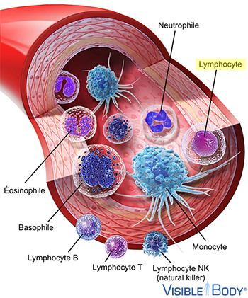Lymphocyte
