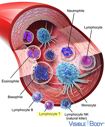 Lymphocytes T