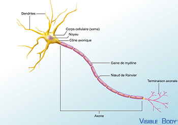 Neurone