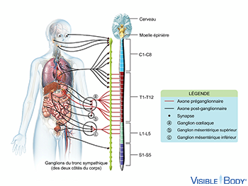Système nerveux sympathique