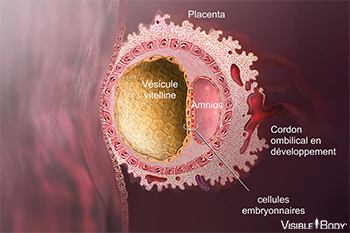 Vésicule vitelline et amnios