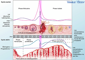 Cycle reproducteur de la femme