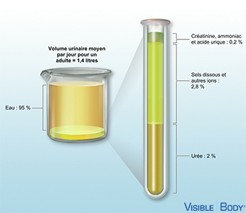 Composition de l'urine
