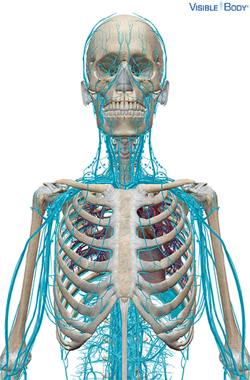 Nervensystem und Rumpfskelett