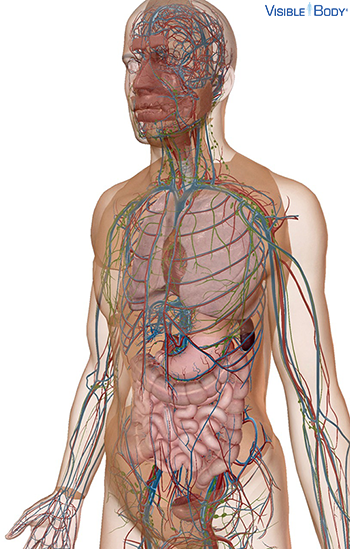 Vista transparente del cuerpo que revela el sistema circulatorio y los órganos