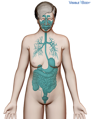 Transparente Ansicht des Körpers mit Atem- und Verdauungssystem