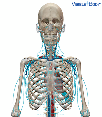 Das Lymphsystem des Oberkörpers