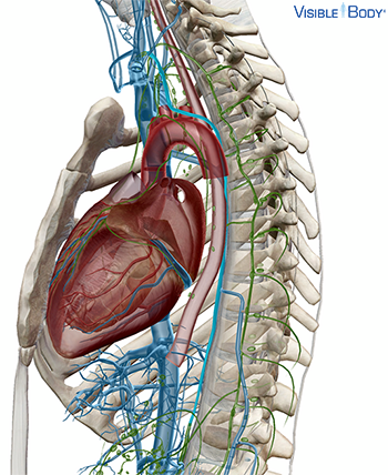 Seitenansicht der Lymphgefäße im Rumpf