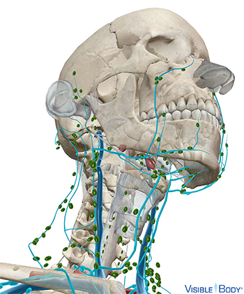 Das menschliche Skelett vom Hals aufwärts mit überlagertem Lymphsystem und den Lymphgefäßen