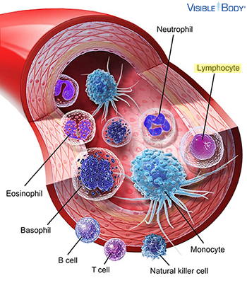 Lymphocyte