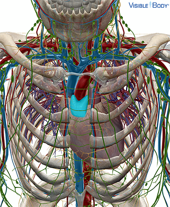 Der Thymus im Kontext des Skelett- und Kreislaufsystems