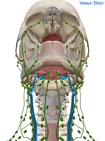 Die Tonsillen im Kontext des Lymphsystems in Schrägansicht von kaudal des Unterkiefers