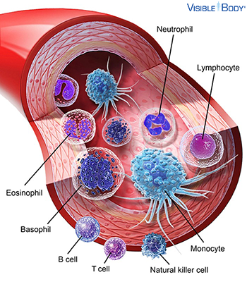 Cross section of a vein showing various immune cells such as a whtie blood cell