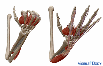 Deux bras squelettiques avec les muscles et les tendons de la main et de l'avant-bras : l'un avec la main ouverte, l'autre avec la main formant un poing.