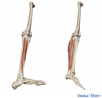 Deux jambes avec les muscles contrôlant les chevilles : un pied incliné vers le haut, l'autre vers le bas