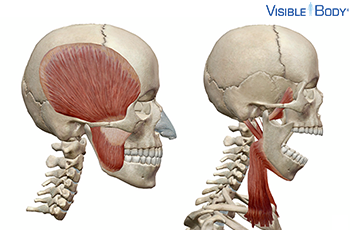 Deux crânes avec les muscles contrôlant la mâchoire : l'un avec la bouche ouverte, l'autre avec la bouche fermée