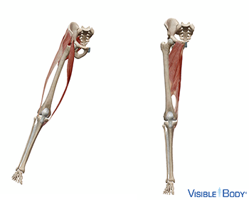 Deux jambes squelettiques : l'une s'élevant sur le côté, l'autre au repos