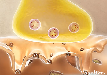 Jonction neuromusculaire