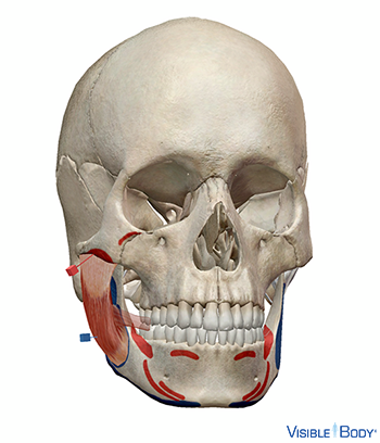 Site d'origine et d'insertion de divers muscles faciaux