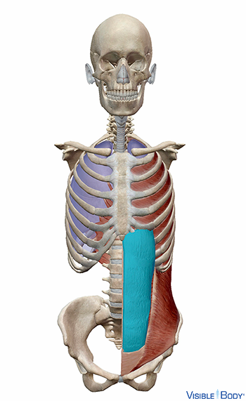 Droit de l’abdomen