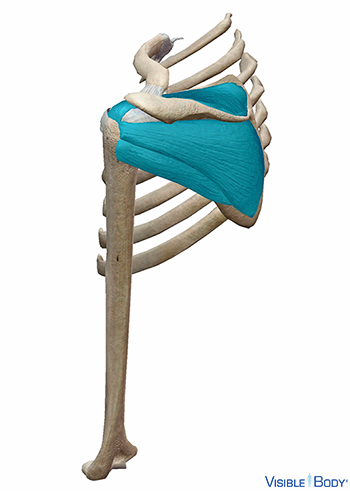 Coiffe des rotateurs