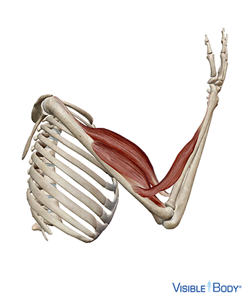 Biceps et autres muscles du bras 