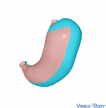 Estomac avec sections de muscle lisse mises en surbrillance