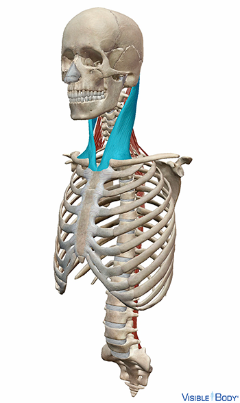 Sterno-cléido-mastoïdien