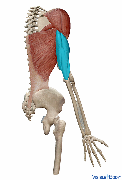 Triceps brachial
