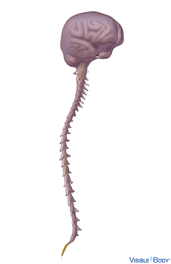 nervous-system-central.png