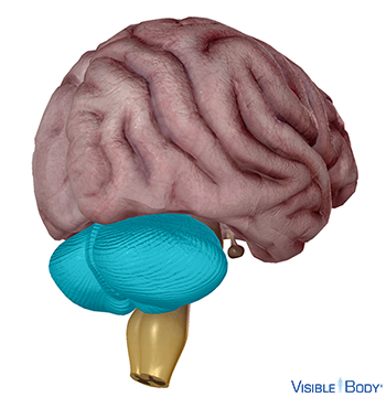 Kleinhirn (Kleinhirn (Cerebellum))