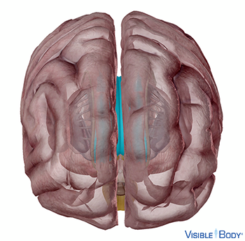 Corpus callosum