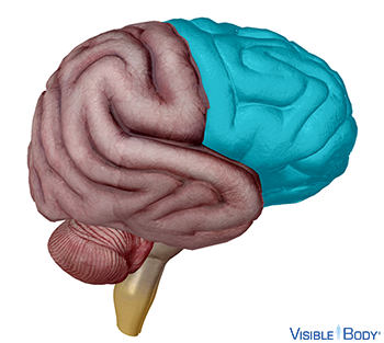 Stirnlappen (Lobus frontalis)