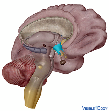 Glossary of the Nervous System | Learn Nervous Anatomy