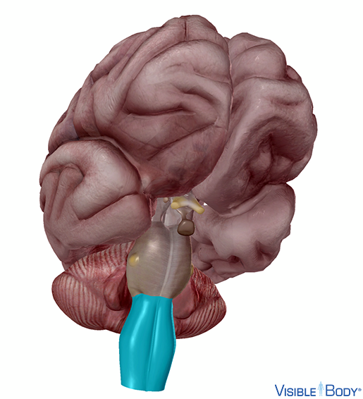 Medulla oblongata
