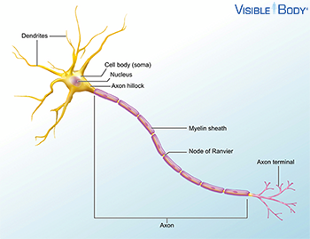 nervous system neurons