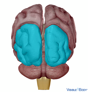 Hinterhauptslappen (Lobus occipitalis)