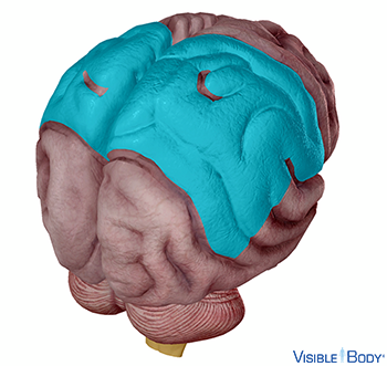 Scheitellappen (Lobus parietalis)