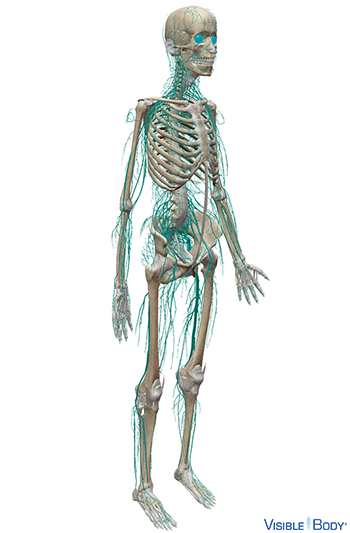 Peripheres Nervensystem