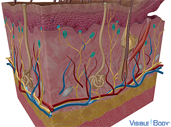 Berührungsrezeptoren (Merkel-Zellen & Meissner-Körperchen)