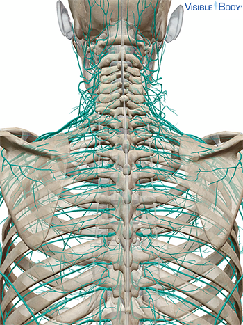 Glossary of the Nervous System | Learn Nervous Anatomy