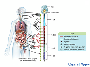 Sympathetic nervous system